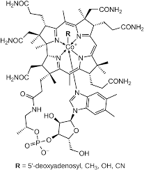 Vitamin B12 Basics