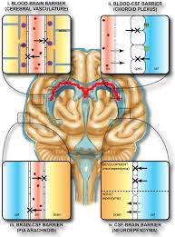 Blood-Brain Barrier Assessment