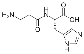 Carnosine and Aging