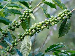 Green Coffee Bean Extract Supplements: A Boost for Your Metabolism