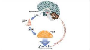 Cortisol and Holidays