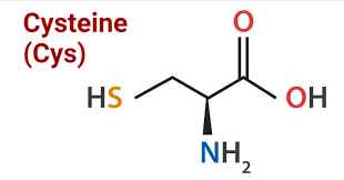 NAC and Cysteine