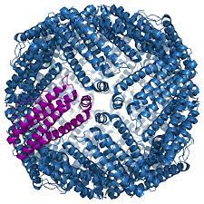 Ferritin and IP6