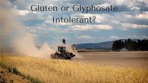 Glyphosate and Gluten Sensitivity