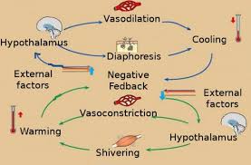 AdrenalGenix and Adaptogens