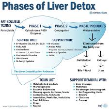 Detox Pathways in the Liver