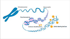 Methylation Update 2016