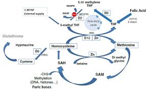 MTHFR As One Piece Of The Puzzle