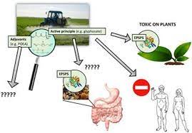 Health Consequences of Roundup Herbicide - Short Version